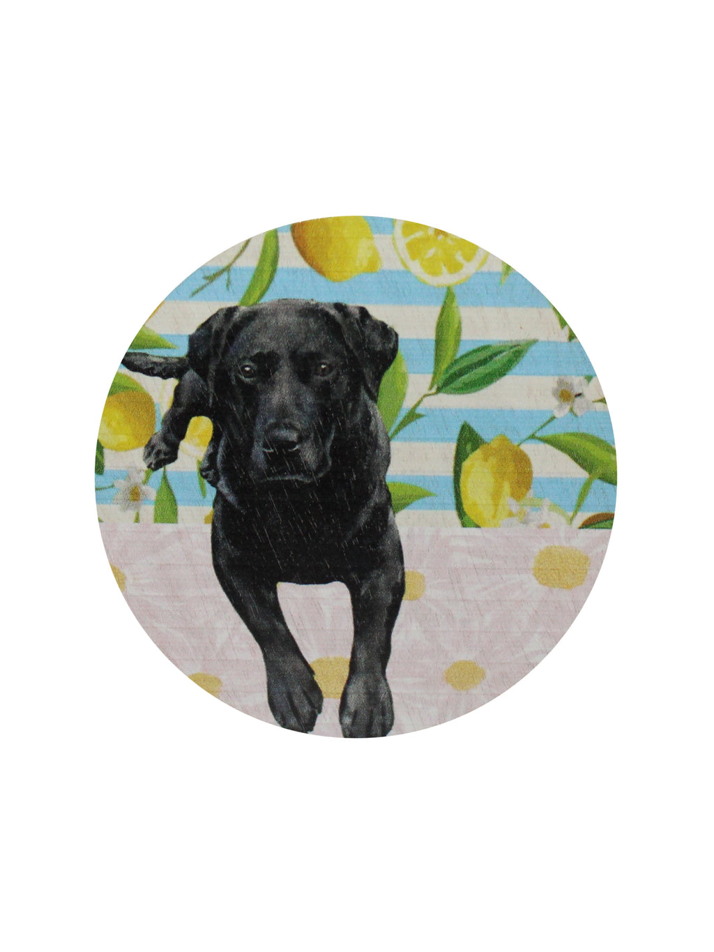 Luxurious Sand + Paws Tropical Citrus 12 oz scented candle