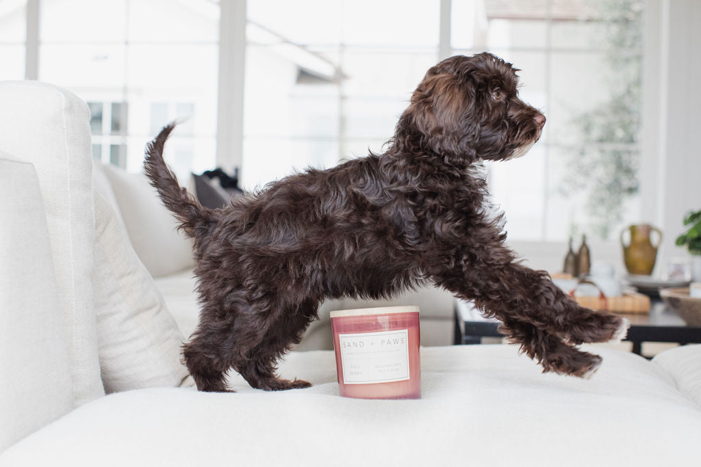 Luxurious Sand + Paws Goji Berry 21 oz scented candle
