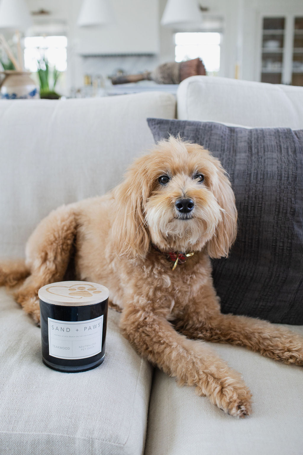Luxurious Sand + Paws Teakwood 21 oz scented candle