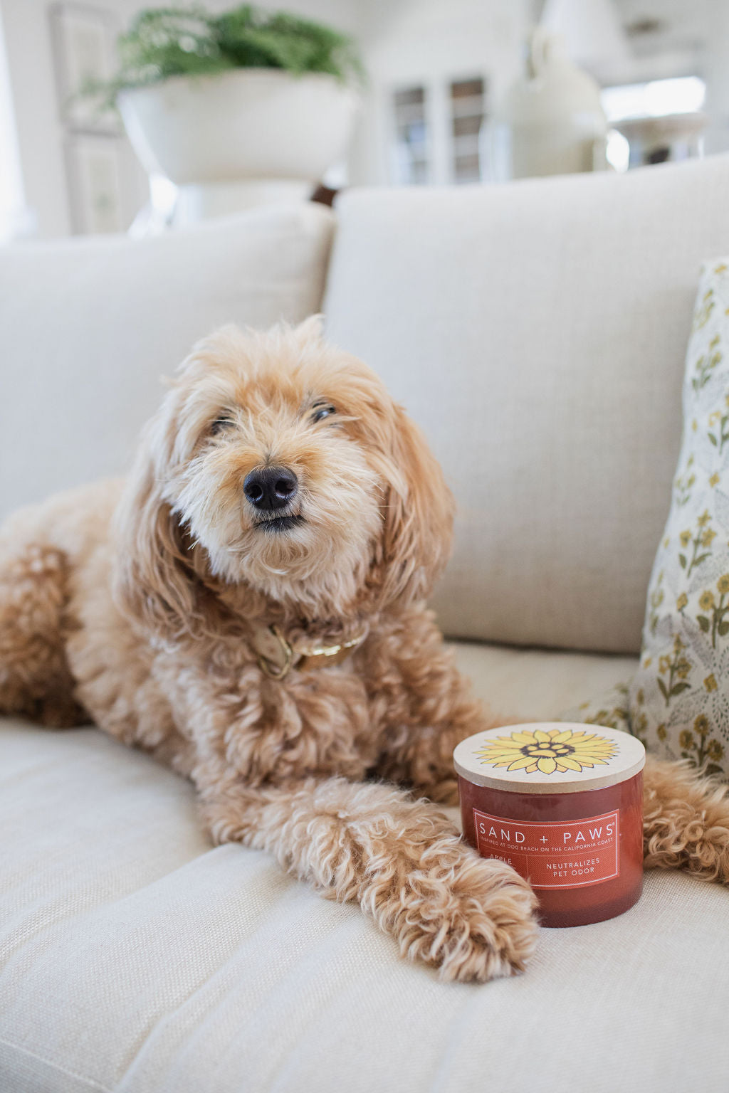 Luxurious Sand + Paws Apple Spice 12 oz scented candle
