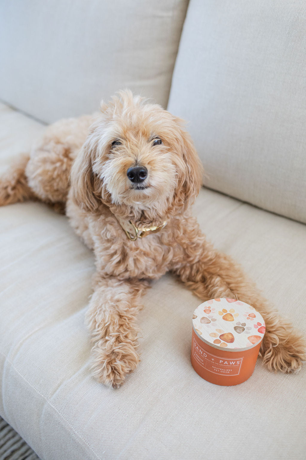 Luxurious Sand + Paws Pumpkin & Vanilla 12 oz scented candle