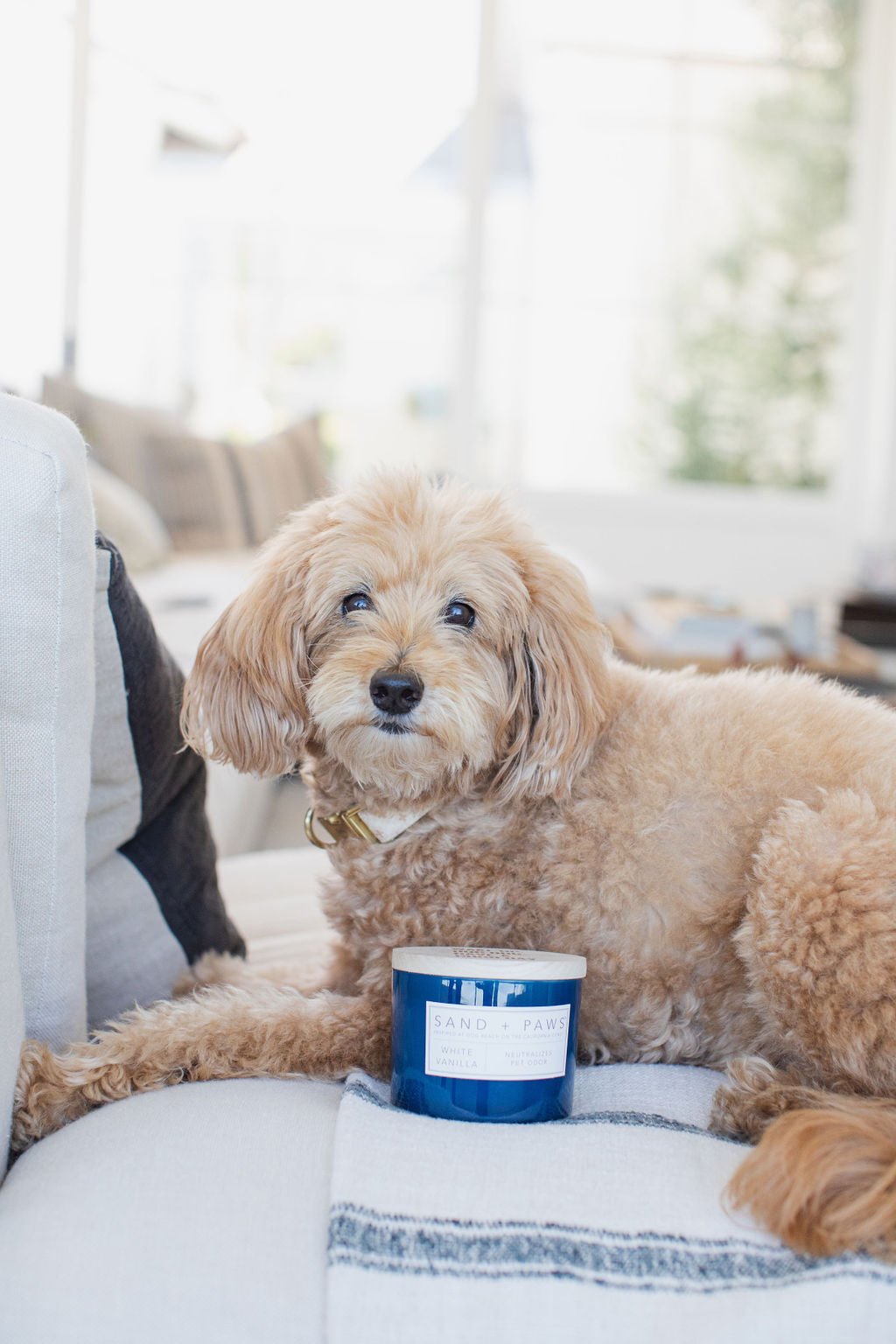 Luxurious Sand + Paws White Vanilla 12 oz scented candle