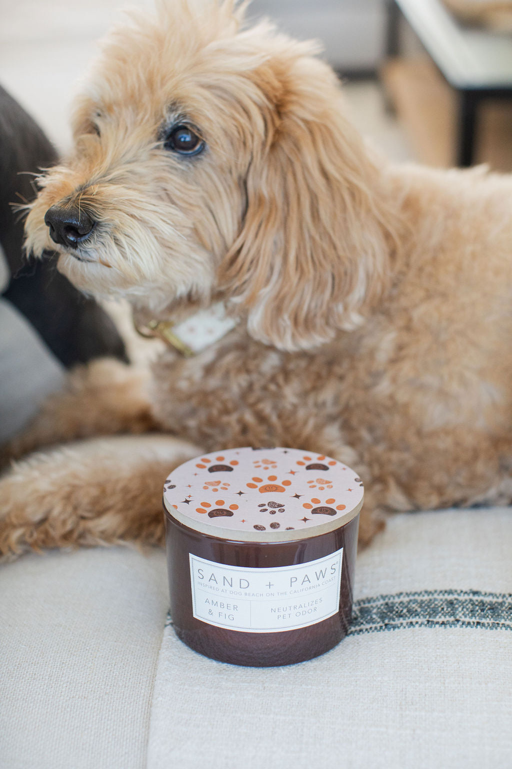 Luxurious Sand + Paws Amber & Fig 12 oz scented candle