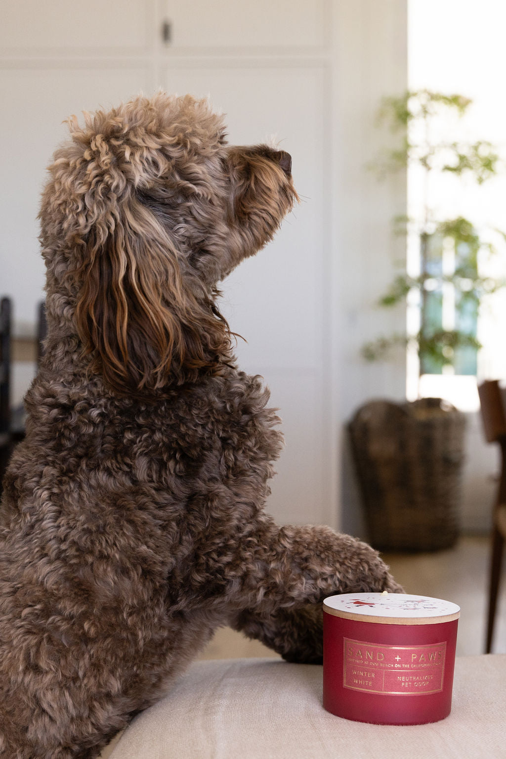 Luxurious Sand + Paws Winter White 12 oz scented candle