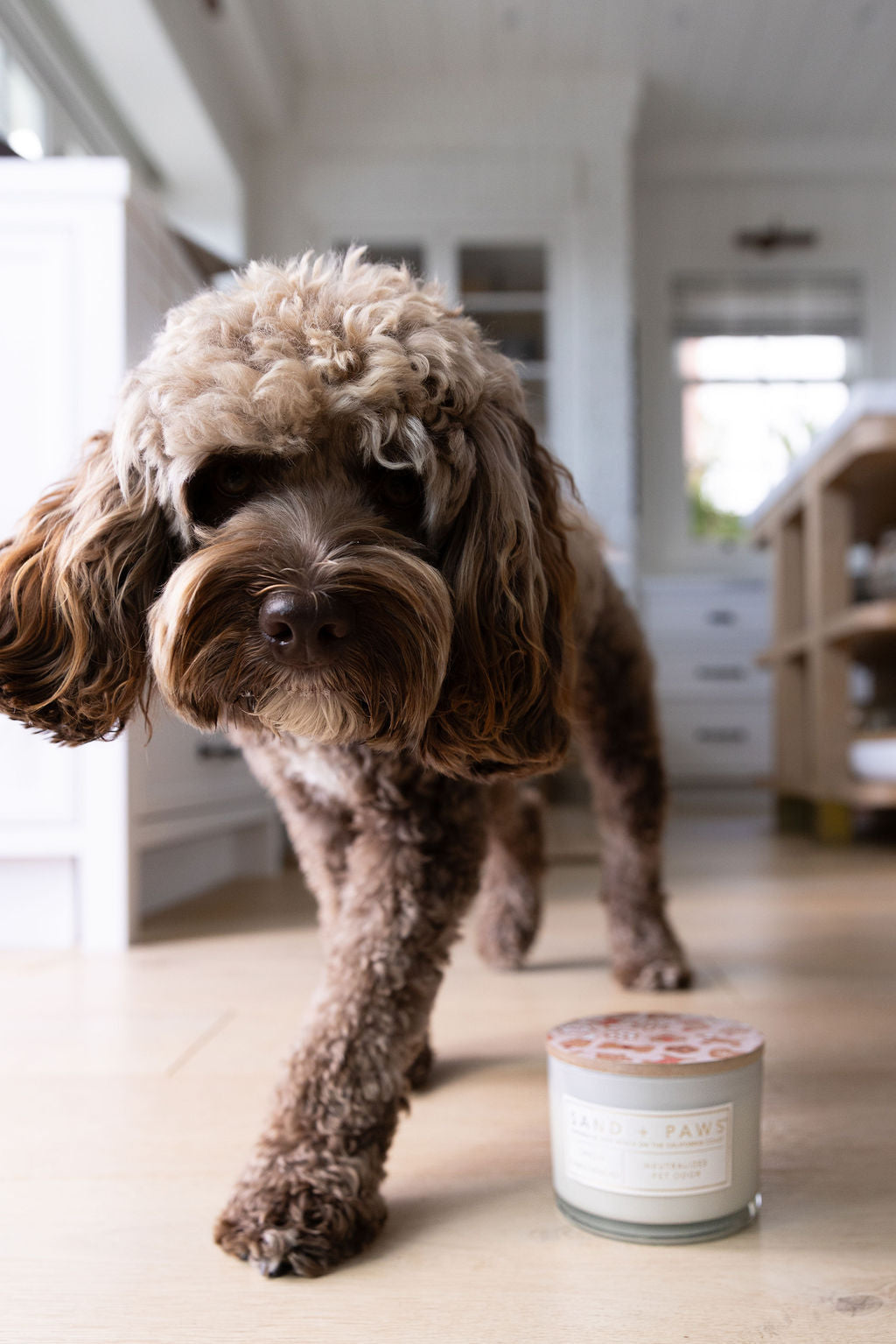 Luxurious Sand + Paws Spiced Gingerbread 12 oz scented candle