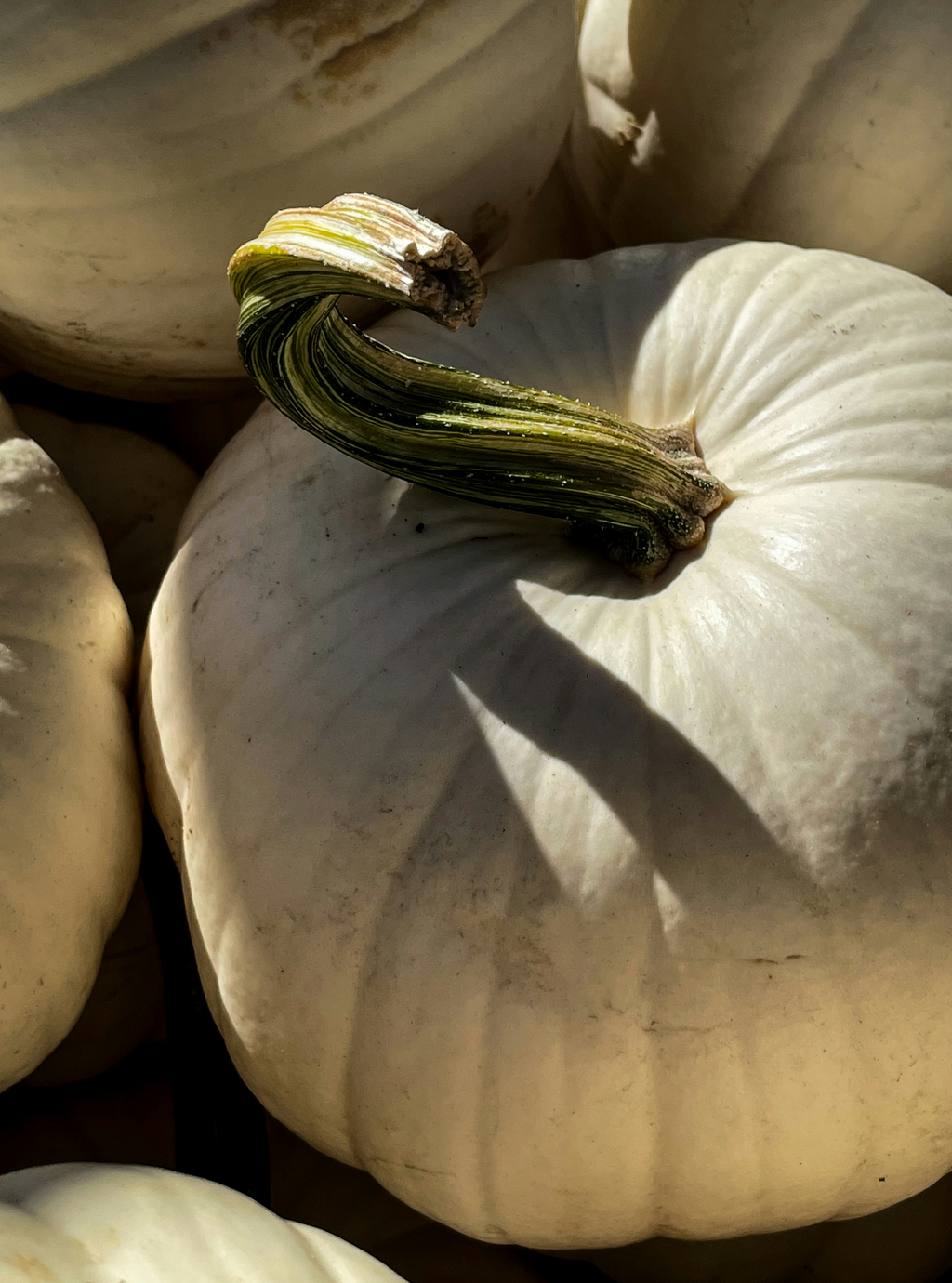 Luxurious White Pumpkin 12 oz scented candle