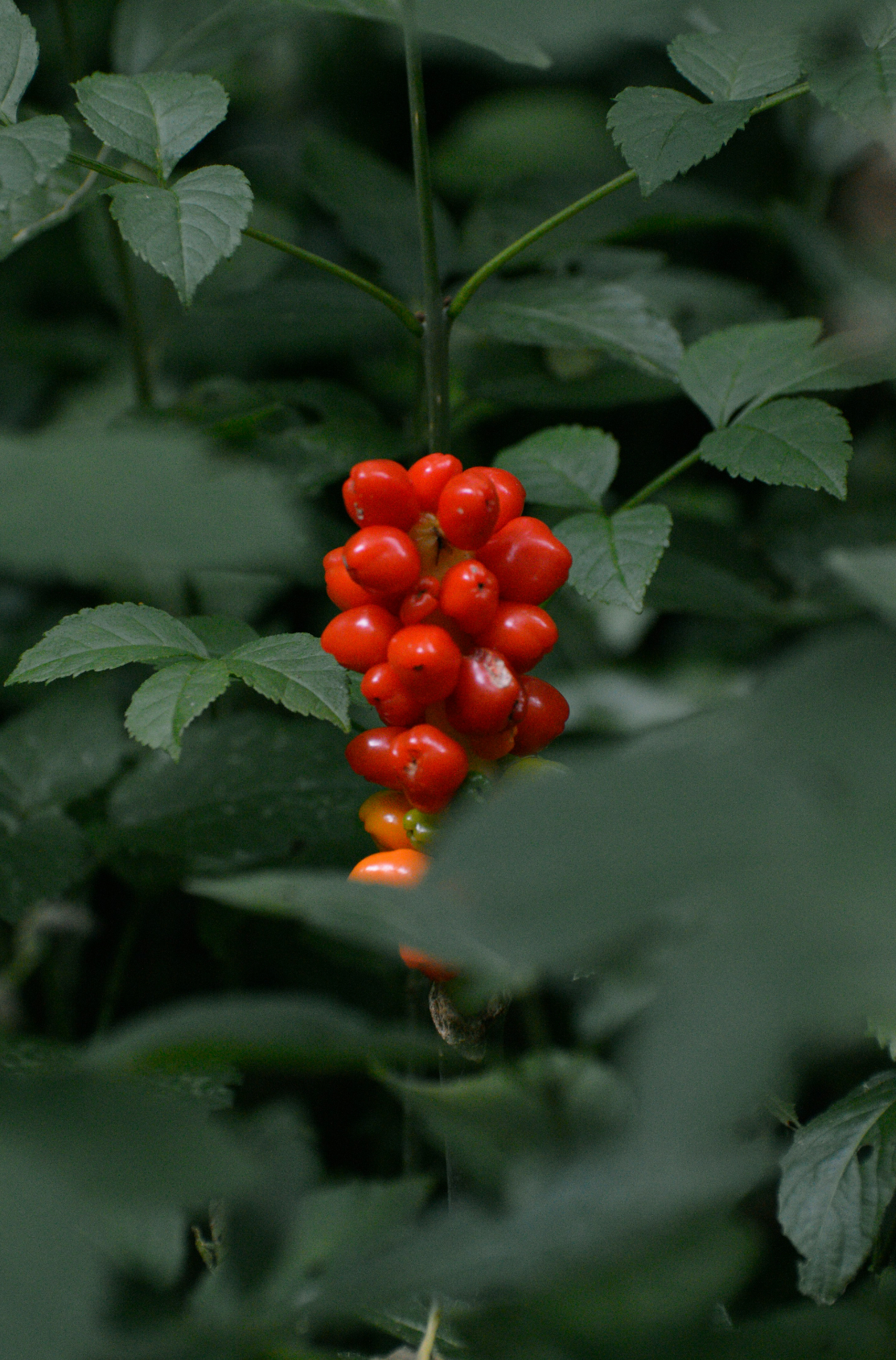 Inviting Berry Currant 100 ml Reed Diffuser