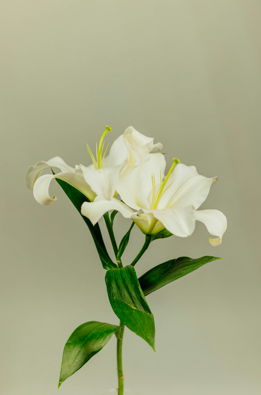 Luxurious Gardenia Natural Home 7 oz scented candle