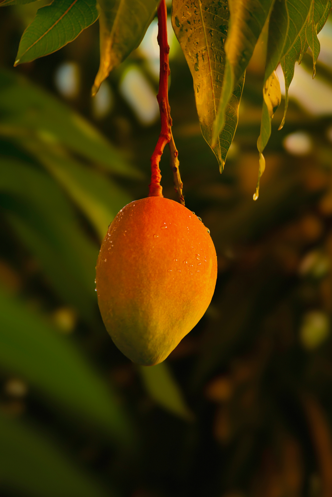 Luxurious Guava Mango 21 oz scented candle