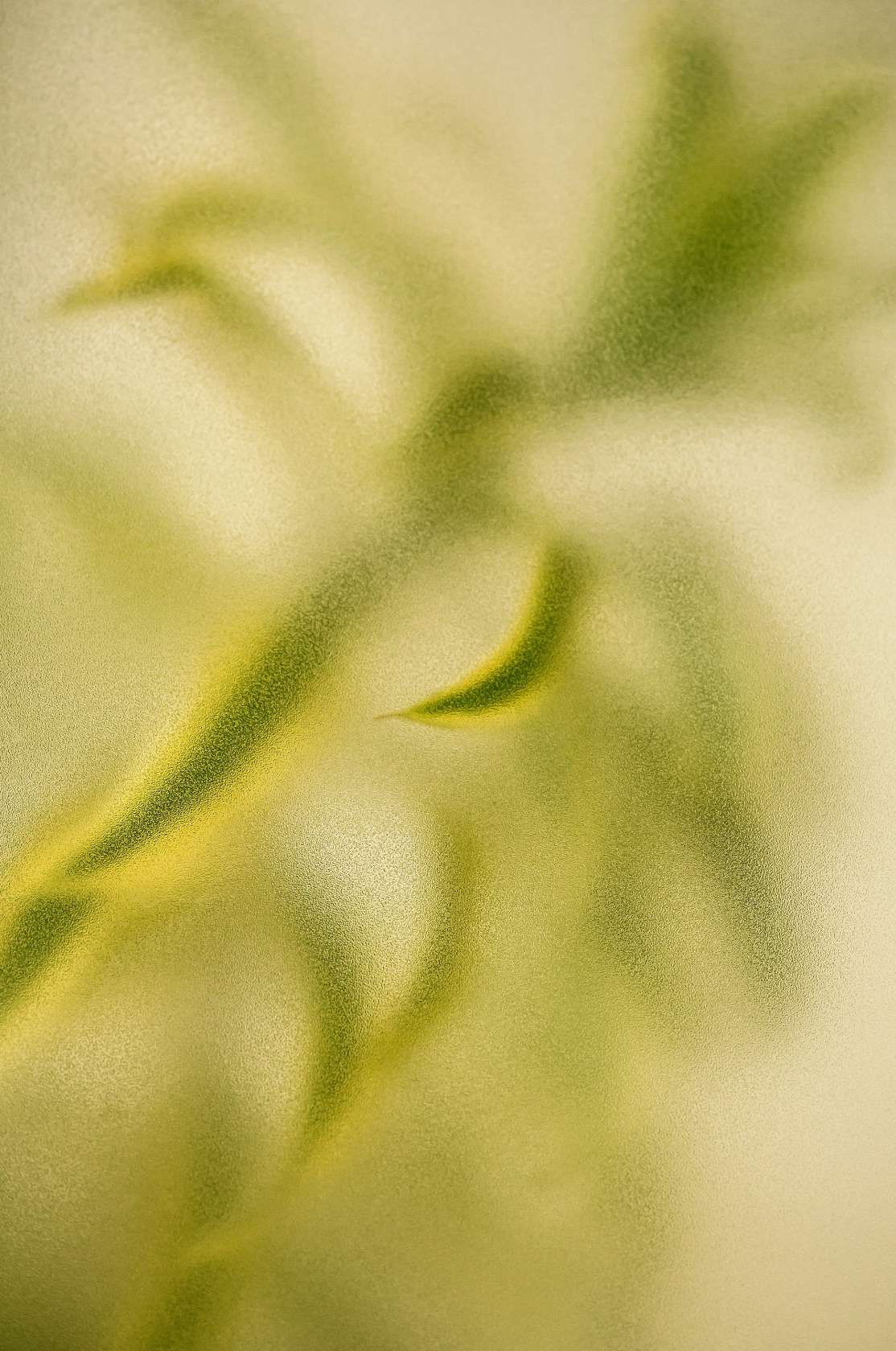 Luxurious Lemongrass 12 oz scented candle