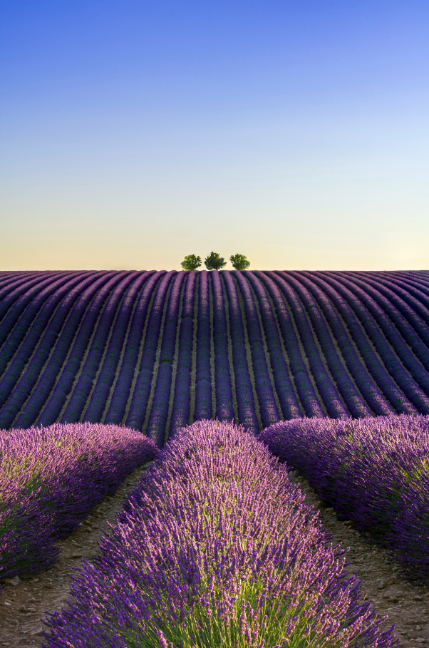 Luxurious Provence Lavender & Woods 10 oz scented candle