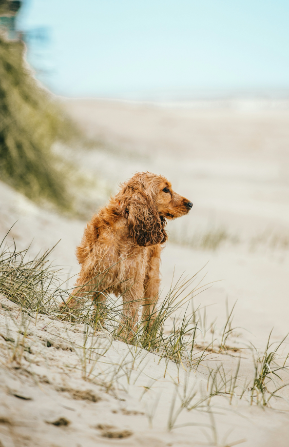 Luxurious Sand + Paws Sun-n-Fun 12 oz scented candle