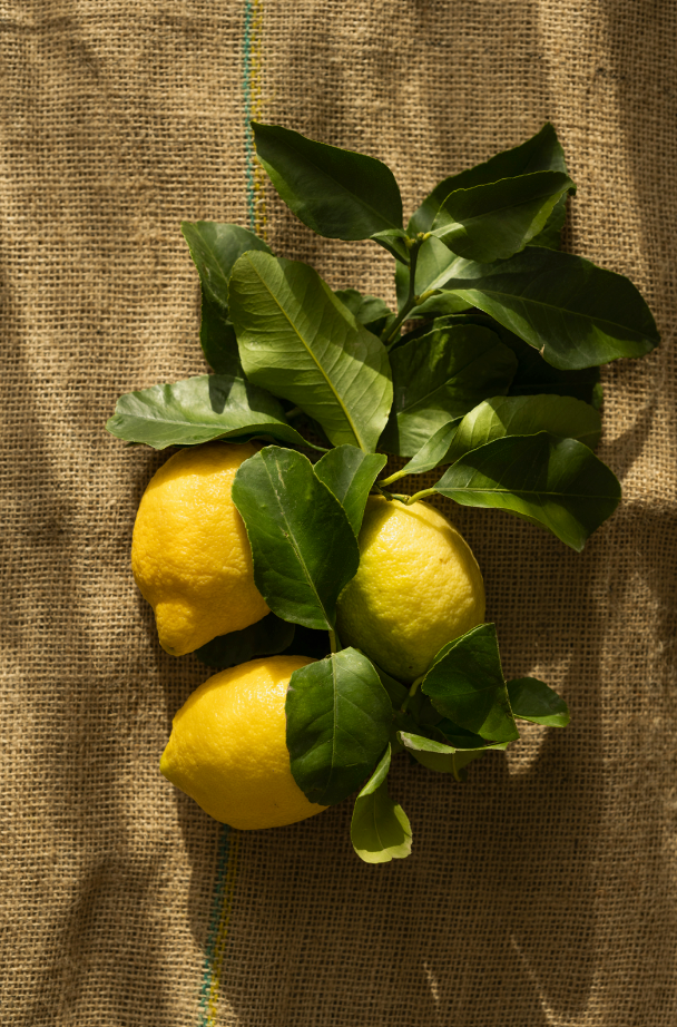 Luxurious Olive & Lemon 10 oz scented candle