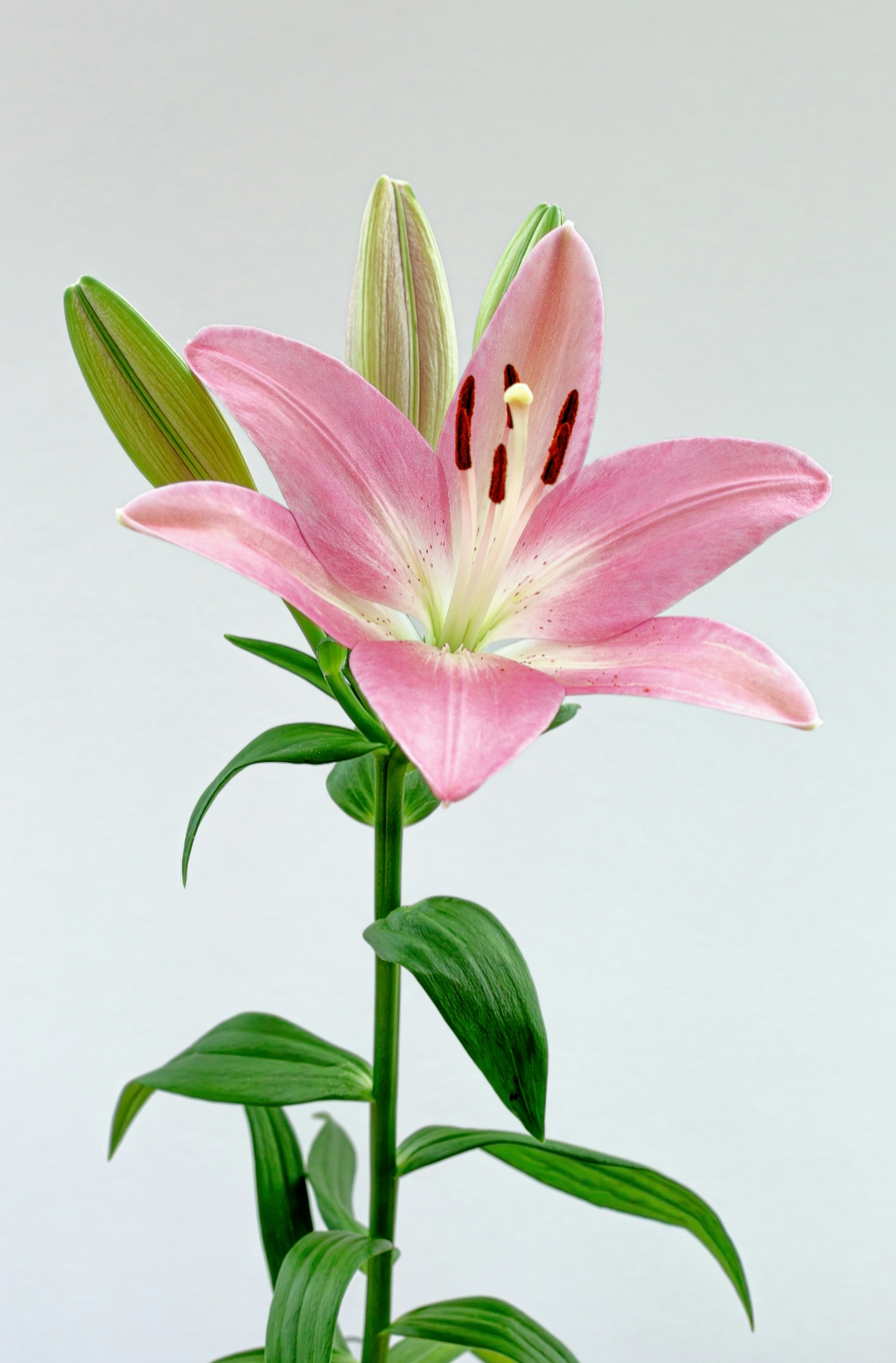 Captivating Peony & Lily 50 ml Perfume Oil Dropper