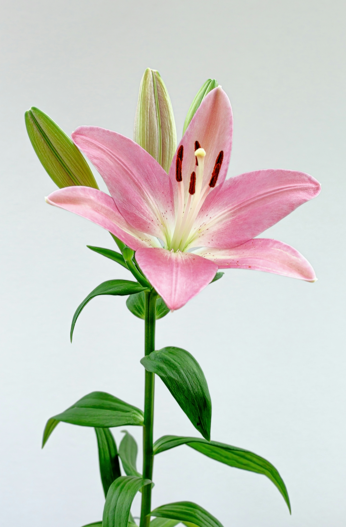 Captivating Peony & Lily 50 ml Perfume Oil Dropper