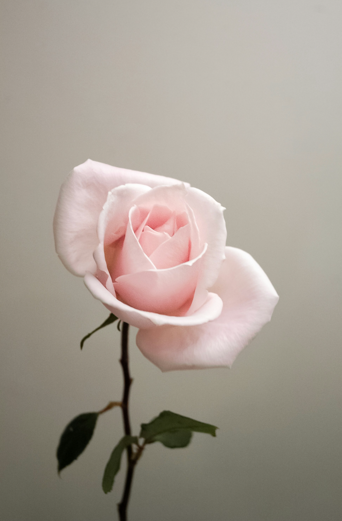 Captivating Sweet Rose 50 ml Perfume Oil Dropper