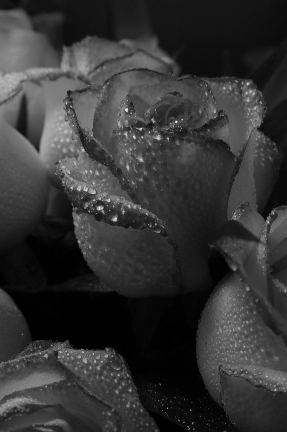 Captivating Rose Dew 50ml Perfume Oil Dropper