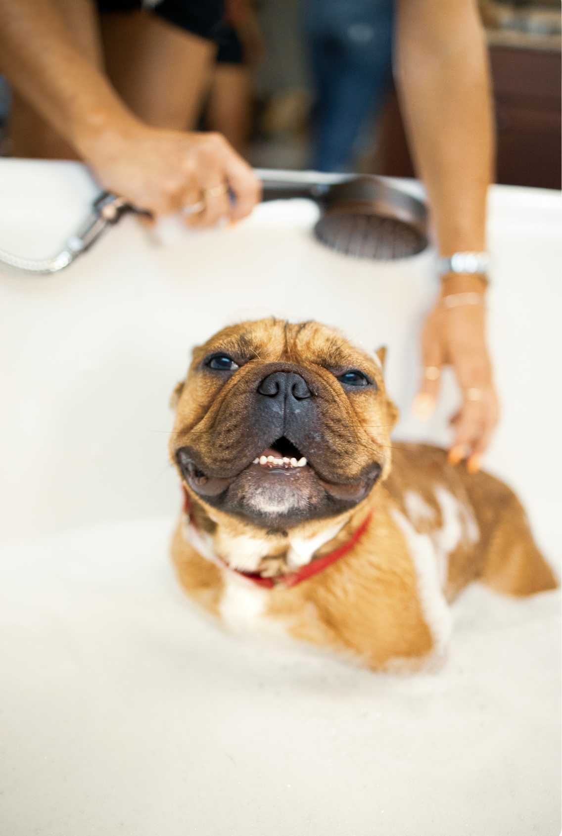 Practical Sand + Paws Pet Shampoo & Conditioner - Lavender & Aloe