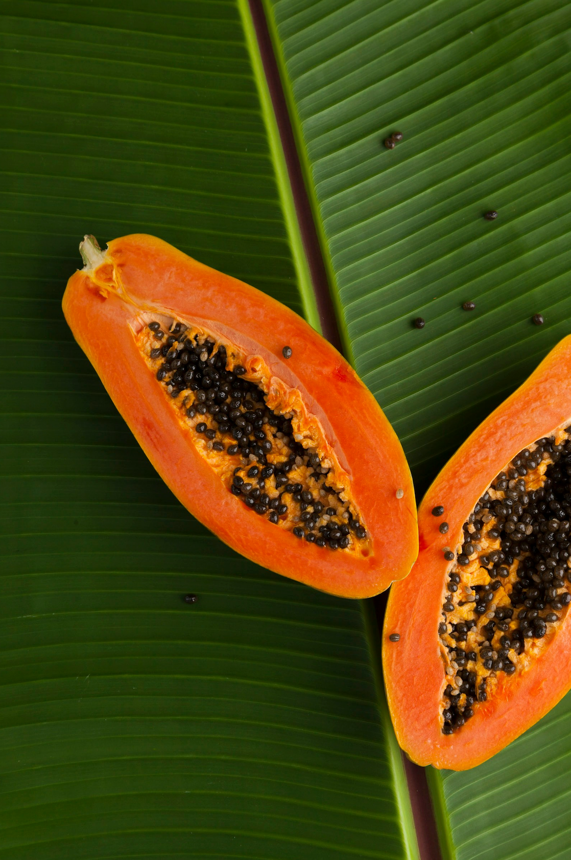 Luxurious Island Papaya 10 oz scented candle