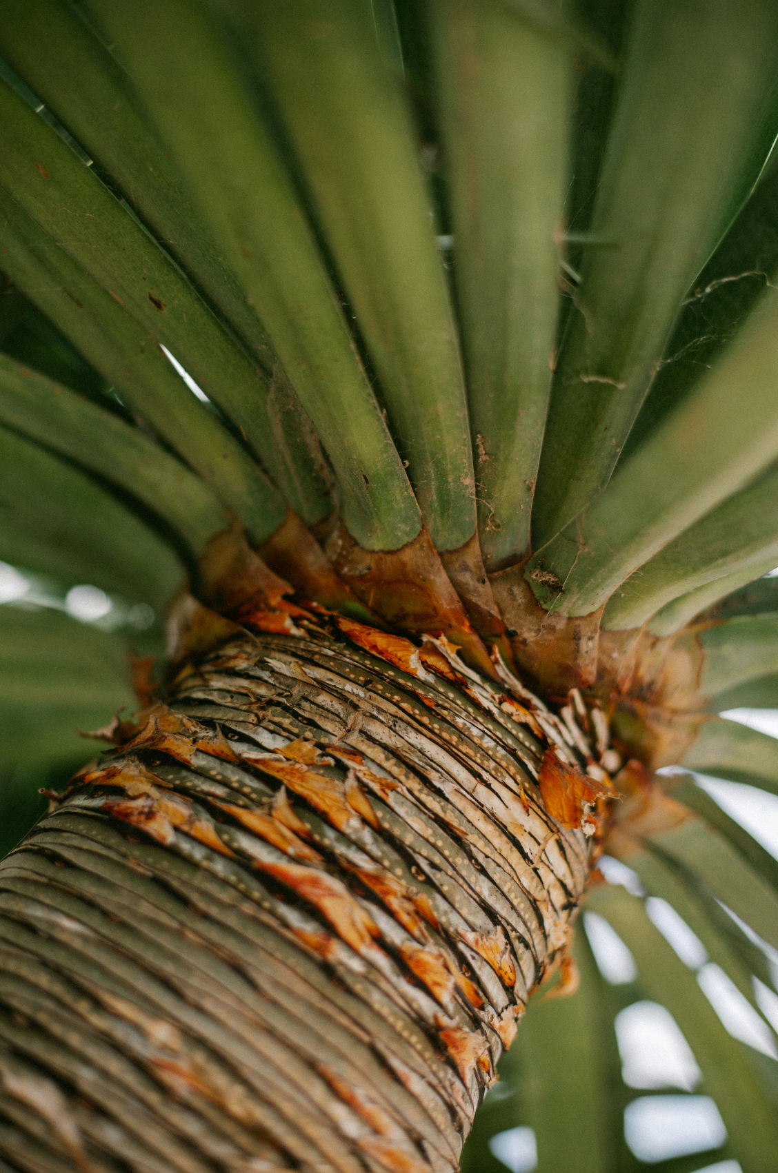 Luxurious Driftwood & Pineapple 12 oz scented candle