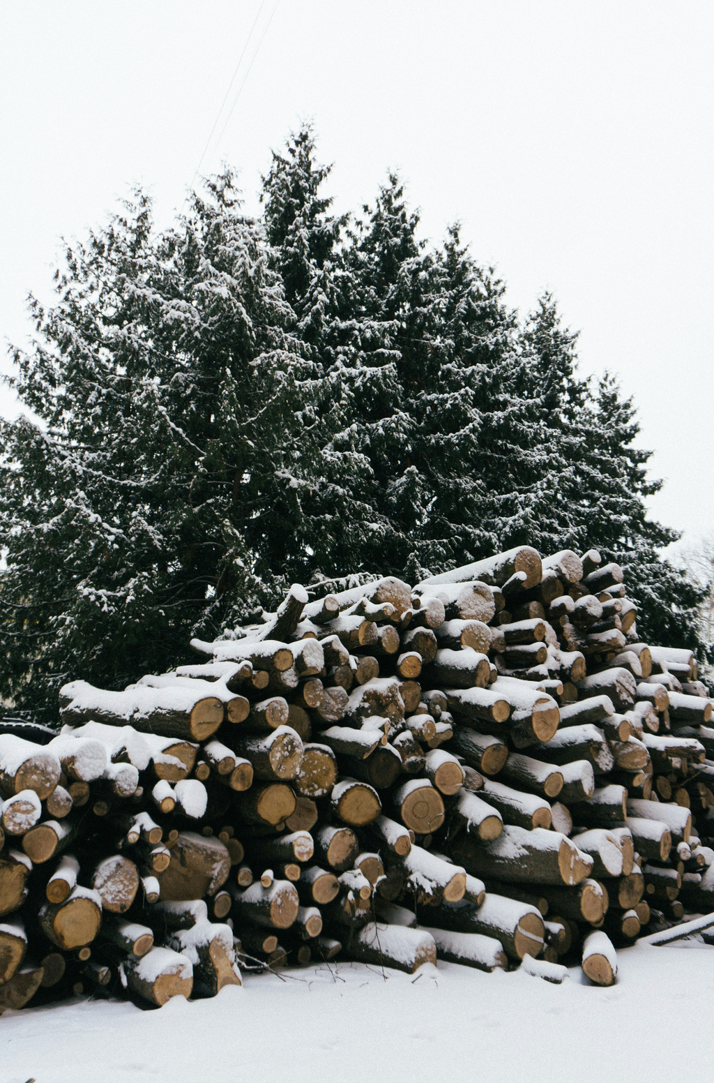 Luxurious Firewood & Silver Fir 6 oz scented candle
