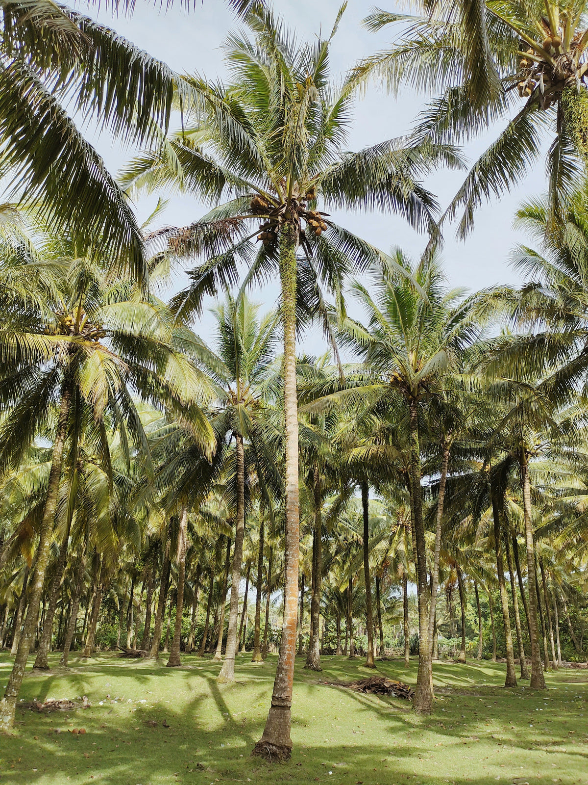 Nourishing Balinese Coconut Body Lotion