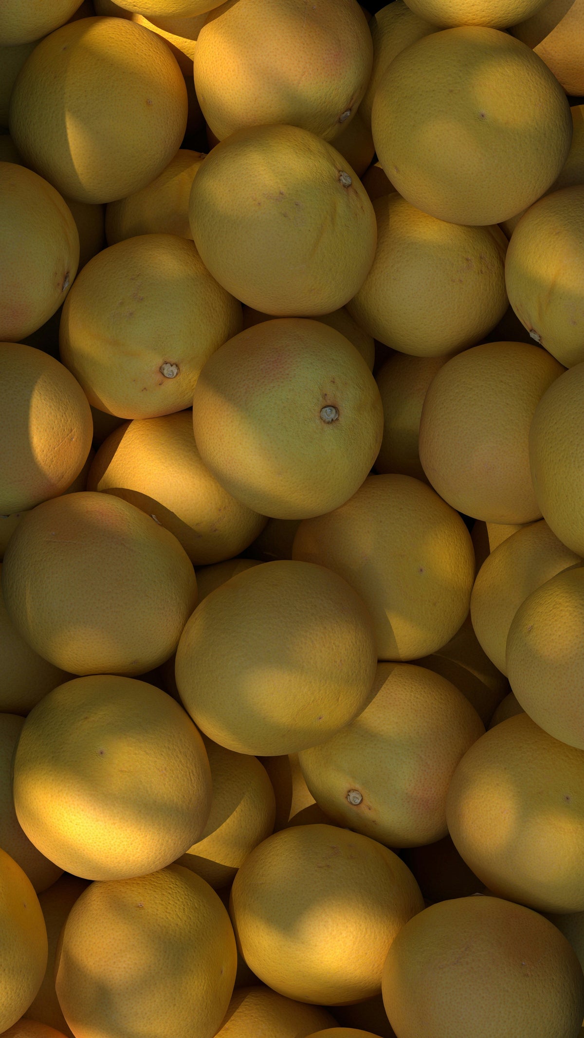 Luxurious Autumn Citrus 12 oz scented candle