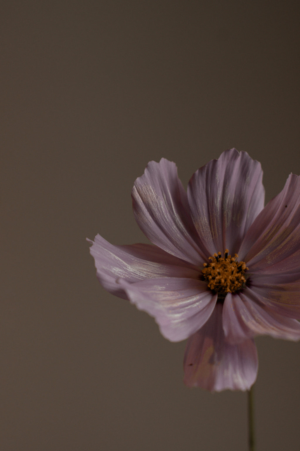 Nourishing Violet Sandalwood Body Lotion
