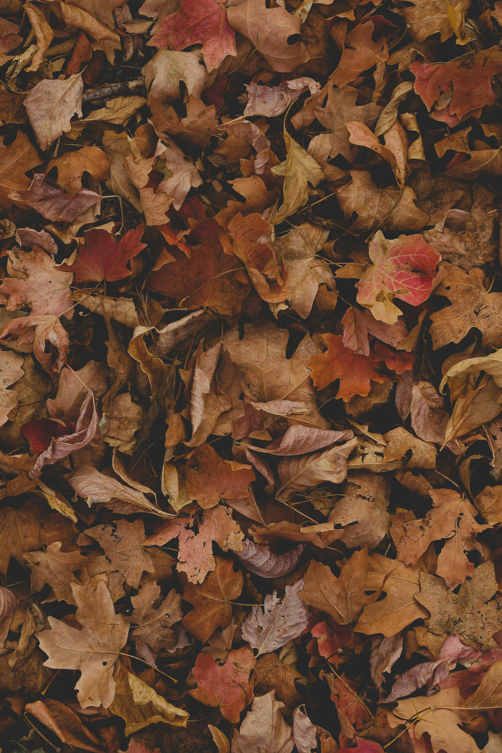 Luxurious Fall Leaves 12 oz scented candle