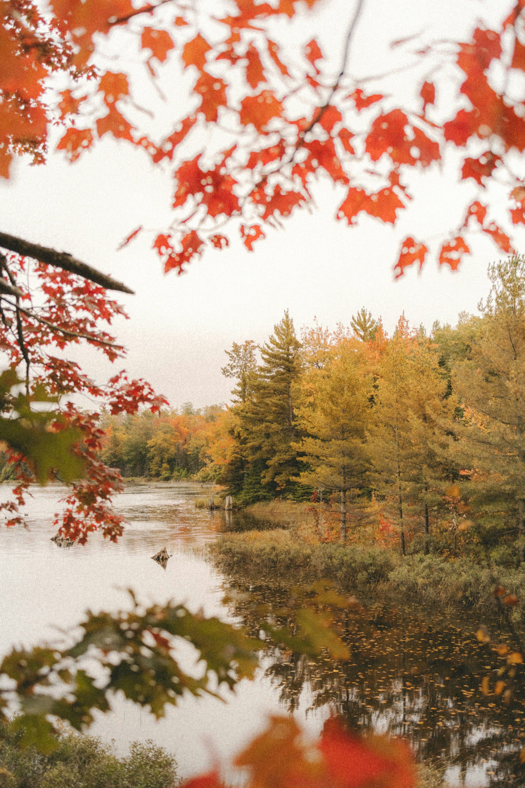 Luxurious Autumn Woods & Apple 12 oz scented candle