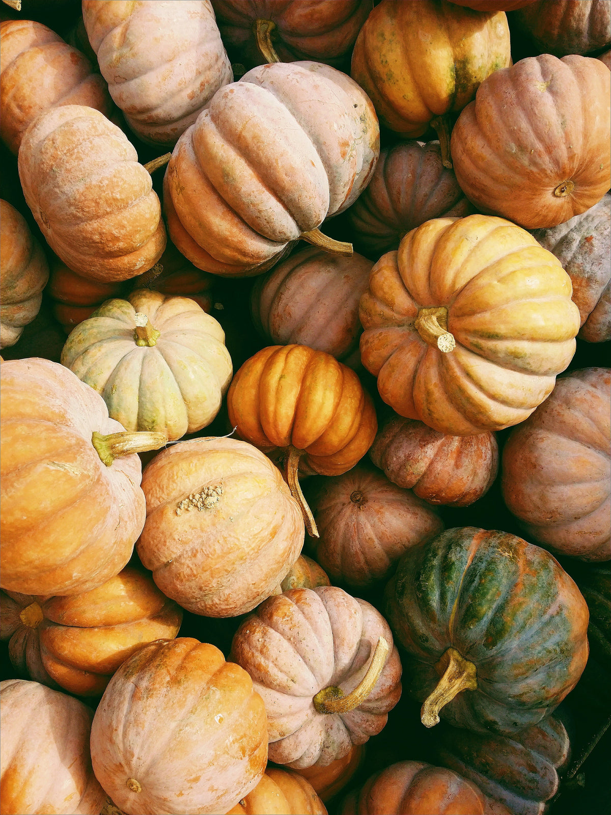 Luxurious Sand + Paws Pumpkin Harvest 12 oz scented candle