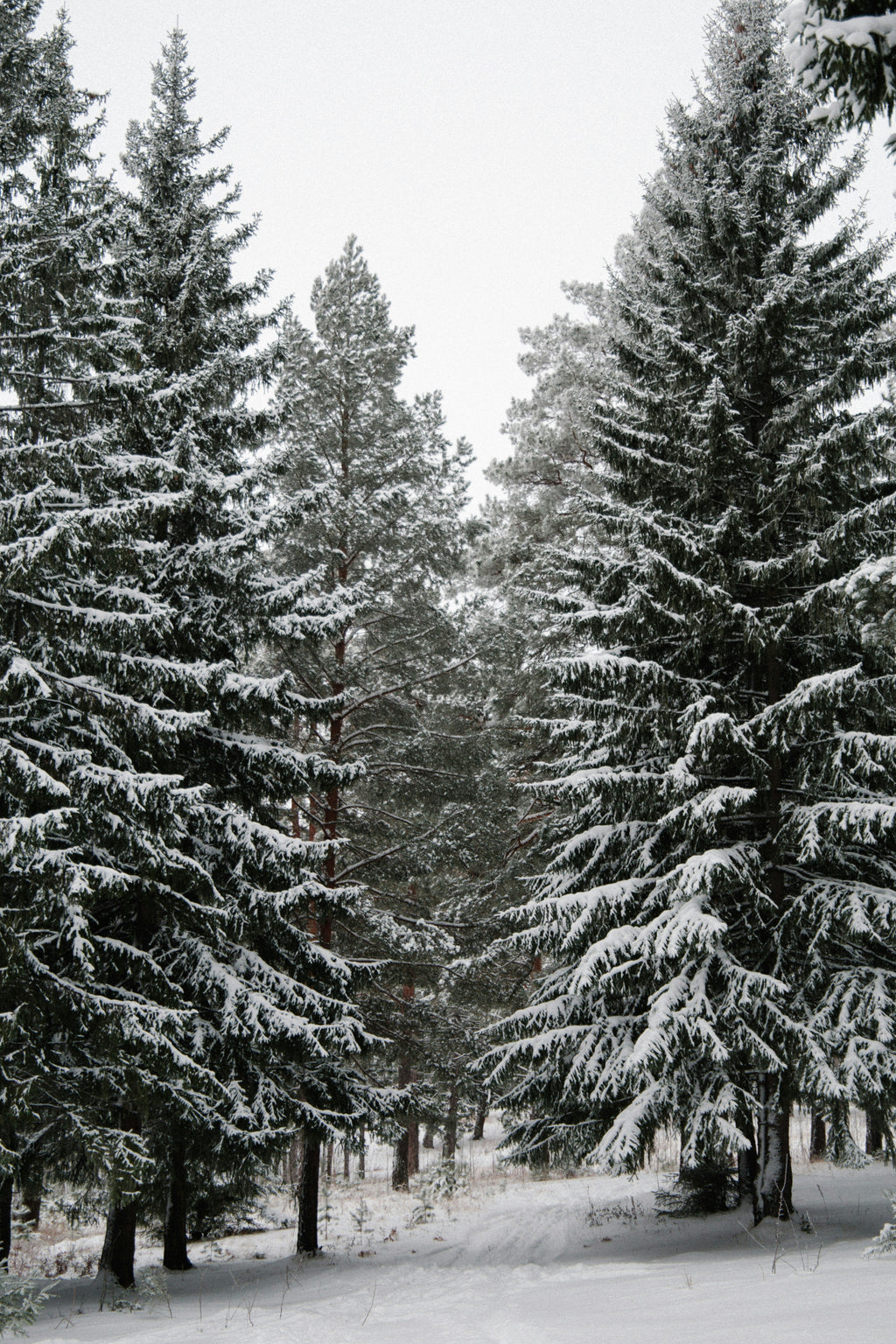 Luxurious Winter Pine 12 oz scented candle