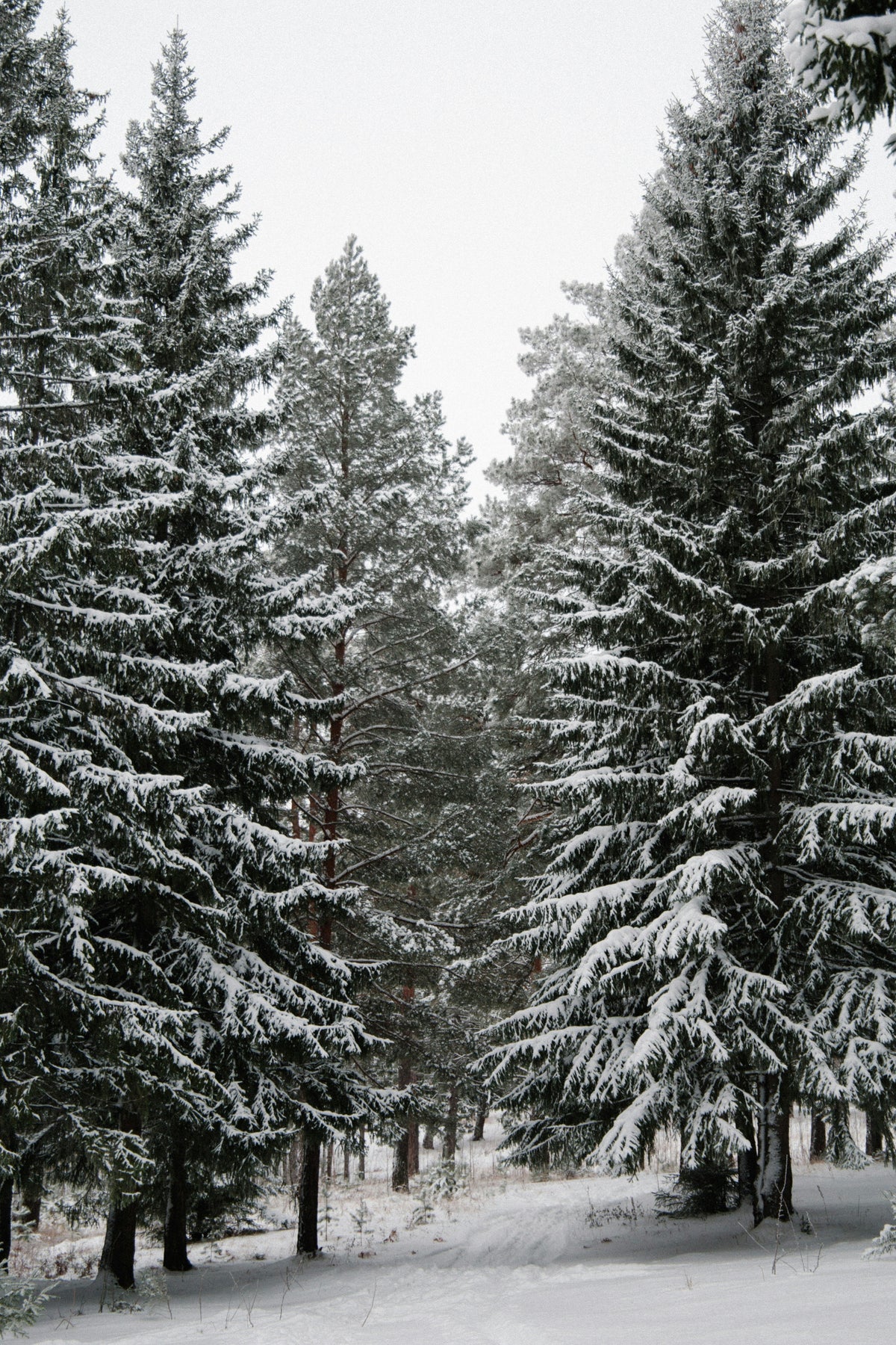 Luxurious Winter Pine 12 oz scented candle
